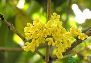 桂花晒好后可以做什么食品,桂花晒好后可以做什么? 桂花晒好后可以做什么食品,桂花晒好后可以做什么?