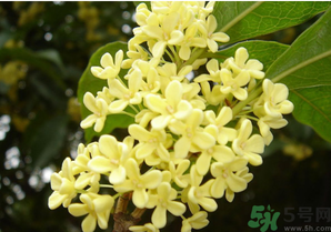 新鲜桂花的吃法和做法大全,新鲜桂花的吃法大全