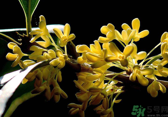 刚摘的桂花怎么处理,桂花采摘下来怎么处理