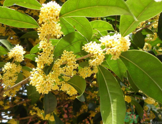 新鲜桂花可以做什么好吃的,桂花还能做什么好吃的 新鲜桂花可以做什么好吃的,桂花还能做什么好吃的
