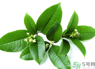 新鲜桂花怎么保存,新鲜桂花怎么保存香味 新鲜桂花怎么保存,新鲜桂花怎么保存香味