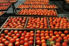 懒柿子的做法图解,怎样做懒柿子 懒柿子的做法图解,怎样做懒柿子