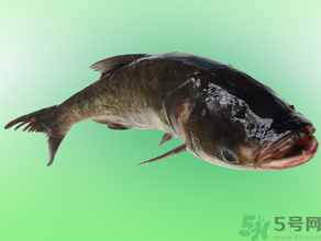 花鲢的营养价值和功效,花鲢的营养价值和功效禁忌