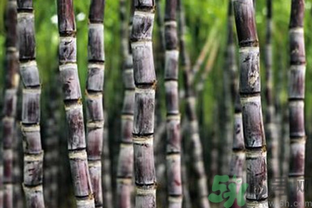 孕妇吃甘蔗上火吗,孕妇吃甘蔗会上火吗? 孕妇吃甘蔗上火吗,孕妇吃甘蔗会上火吗?