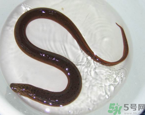 黄鳝的食用价值,黄鳝的营养价值 黄鳝的食用价值,黄鳝的营养价值