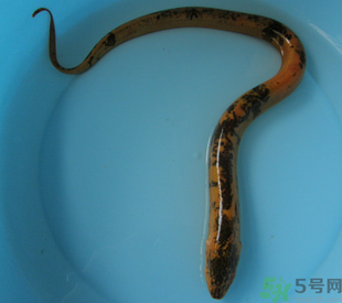 如何杀黄鳝最好方法,杀鳝鱼的方法