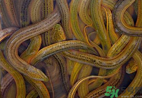 杀好的鳝鱼可以保存多久,活鱼如何保存 杀好的鳝鱼可以保存多久,活鱼如何保存