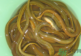 黄鳝的营养价值和功效,黄鳝的营养价值和功效和禁忌