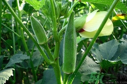 孕妇吃黄秋葵的好处,孕妇能吃黄秋葵吗