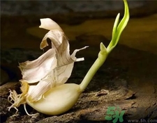 怎么保存大蒜不发芽,不干瘪,怎样保存大蒜不发芽