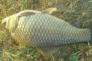 野生鲫鱼怎么区分,野生鲫鱼怎么区分公母