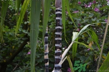 小孩咳嗽能吃甘蔗吗?,小孩吃什么止咳化痰效果最好最快