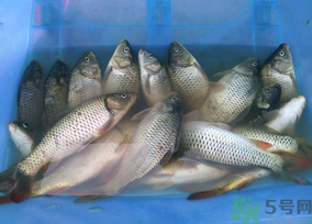 鲤鱼能养活吗,鲤鱼为什么在家里养不活