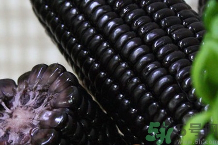 黑玉米的功效和作用减肥,黑玉米的功效和作用及营养价值