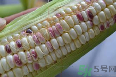 糯玉米的营养价值和功效,糯玉米的营养价值