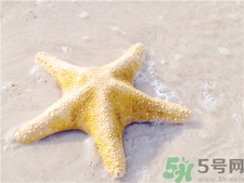 海星的功效和作用及禁忌,海星的功效和作用及营养价值