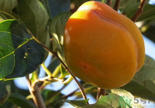 黄柿子怎么吃,吃黄柿子不能吃什么食物 黄柿子怎么吃,吃黄柿子不能吃什么食物