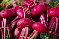 甜菜到底是不是甜的,甜菜是甜的吗