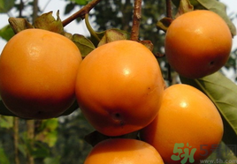 新鲜柿子怎样去涩味,柿子怎样才能去涩 新鲜柿子怎样去涩味,柿子怎样才能去涩