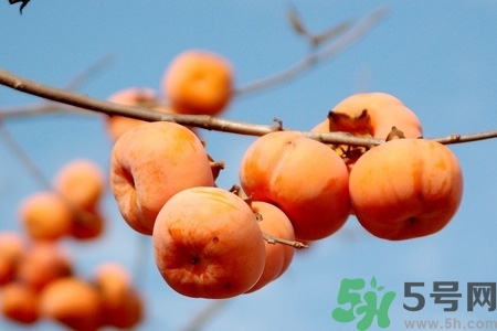 软柿子硬的时候能吃吗,硬柿子可以吃吗,还是要等柿软了再吃