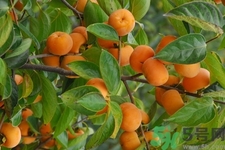 柿子很软是不是坏了,柿子为什么会变软