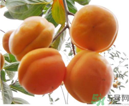 吃硬柿子不能吃什么东西,吃硬柿子不能吃什么