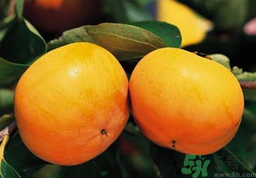 脆柿子的吃法和禁忌,水果脆柿子的功效和作用 脆柿子的吃法和禁忌,水果脆柿子的功效和作用