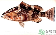 石斑鱼怎么去毒,石斑鱼有毒素吗