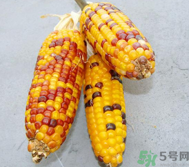 彩色玉米是转基因吗,彩色玉米是不是转基因玉米 彩色玉米是转基因吗,彩色玉米是不是转基因玉米