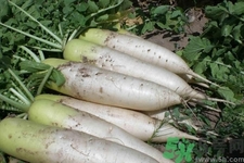 白萝卜可以和什么食物一起吃,能和白萝卜一起吃吗