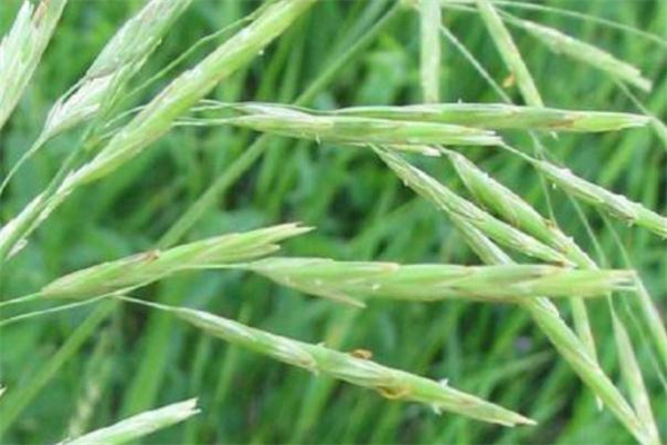 野燕麦有副作用吗(野燕麦的副作用)