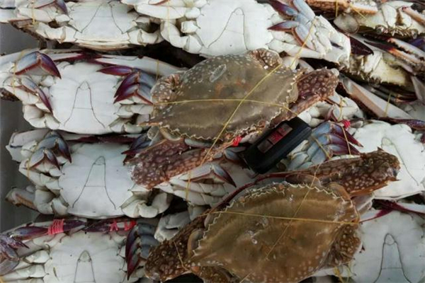 梭子蟹选购技巧(梭子蟹选购技巧)