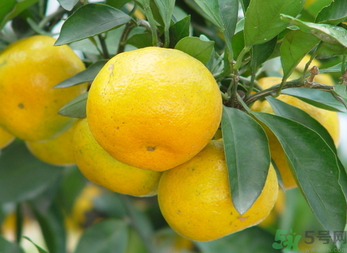 过量吃桔子的坏处,吃桔子的坏处