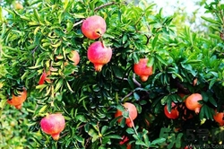 石榴籽能种出石榴树吗?,石榴籽能种出石榴树吗?教你种植石榴种子简单方法