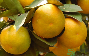 青桔子怎么保存时间长,青桔子怎么保存