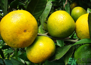 哪些水果可以放冰箱保鲜?,什么水果可以放冰箱保存