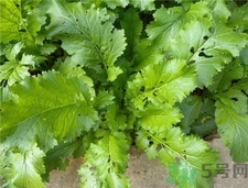 萝卜上的叶子能吃吗,萝卜上面的叶子能吃吗