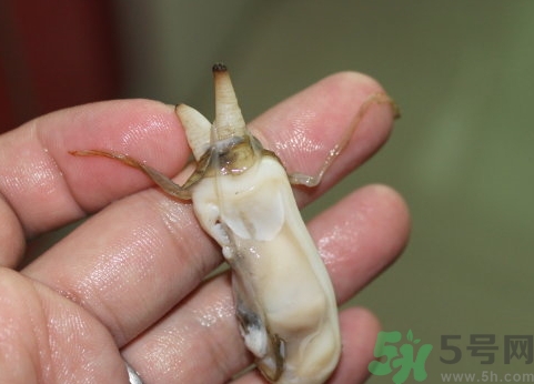 蛏子肚子里黑的能吃吗,蛏子肚子里黑黑的东西可以吃吗