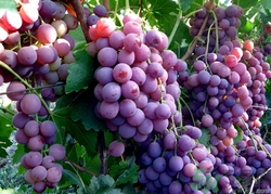 吃葡萄的好处和功效,吃葡萄的好处和坏处