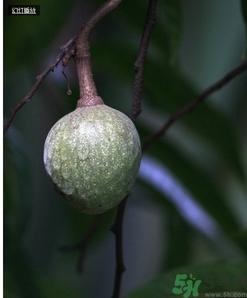 牛心果怎么吃效果好,牛心果怎么吃郊果好