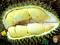 榴莲好处和功效,榴莲的功效有哪些呢?