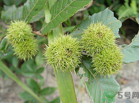 水煮板栗的做法窍门,水煮板栗的方法
