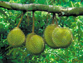 晚上不适合吃的水果有哪些,晚上不适合吃水果吗