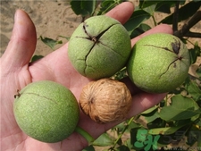 剥核桃皮的手怎么洗干净,剥核桃皮的手怎么洗