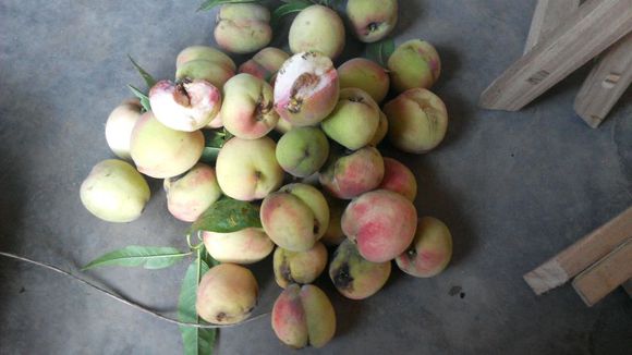 野桃子核的功效和作用,桃子的核的功效和作用