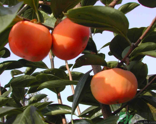 柿子和哪些食物相克,柿子和哪种食物相克 柿子和哪些食物相克,柿子和哪种食物相克