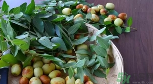 红枣跟冬枣的区别,鲜枣和冬枣区别