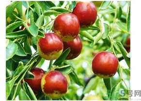 蒸熟的冬枣吃多了会怎样,冬枣吃多了会怎样经常放屁吗