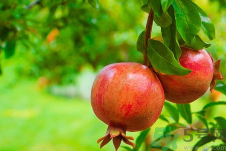 石榴的营养价值和食用功效,石榴的营养价值和功效 石榴的营养价值和食用功效,石榴的营养价值和功效