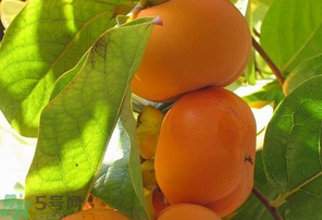 懒柿子吃多了会怎么样?,懒柿子能多吃吗